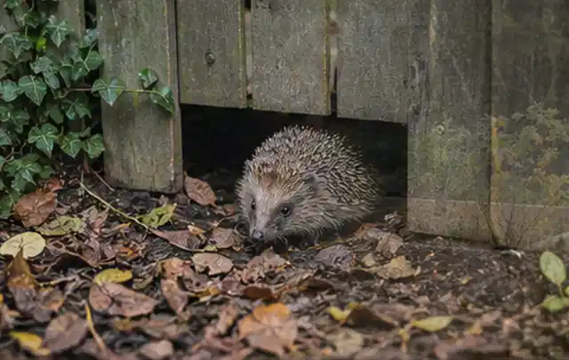Igel nutzt einen bodennahen Durchgang unter einem hölzernen Gartenzaun; Thema Poolpflege, Schwerpunkt Nachhaltigkeit; Ausgangslage.