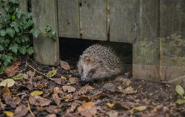 Igel nutzt einen bodennahen Durchgang unter einem hölzernen Gartenzaun; Thema Poolpflege, Schwerpunkt Sicherheit; Praxisalltag.