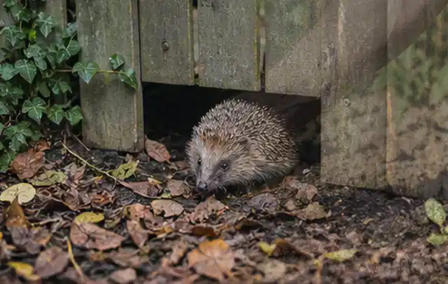 Igel nutzt einen bodennahen Durchgang unter einem hölzernen Gartenzaun; Thema Poolpflege, Schwerpunkt Systemvergleich; Umsetzung.