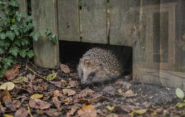 Igel nutzt einen bodennahen Durchgang unter einem hölzernen Gartenzaun; Thema Poolpflege, Schwerpunkt Testkriterien; Umsetzung.