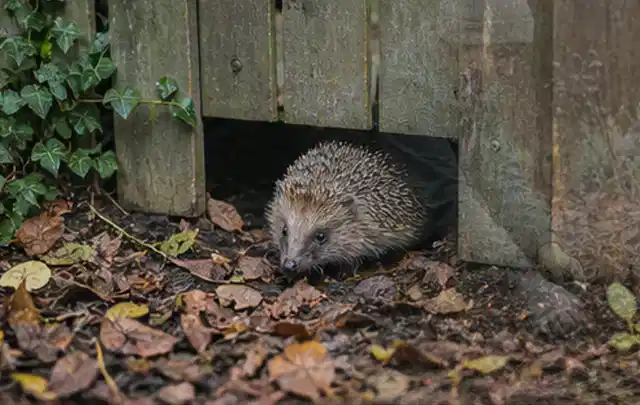 Igel nutzt einen bodennahen Durchgang unter einem hölzernen Gartenzaun; Thema Poolpflege, Schwerpunkt Vergleich; Ausgangslage.