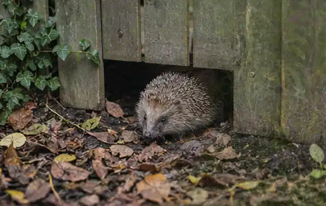 Igel nutzt einen bodennahen Durchgang unter einem hölzernen Gartenzaun; Thema Poolpflege, Schwerpunkt Winterlager; Kontrolle.