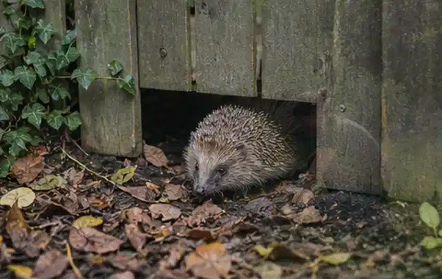 Igel nutzt einen bodennahen Durchgang unter einem hölzernen Gartenzaun; Thema Poolpumpen, Schwerpunkt Anwendung; Ausgangslage.