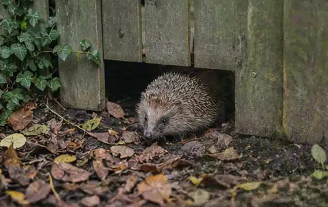 Igel nutzt einen bodennahen Durchgang unter einem hölzernen Gartenzaun; Thema Poolpumpen, Schwerpunkt Bestenliste; Ergebnis.
