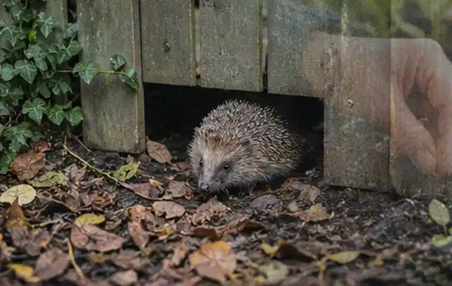 Igel nutzt einen bodennahen Durchgang unter einem hölzernen Gartenzaun; Thema Poolpumpen, Schwerpunkt Checkliste; Umsetzung.