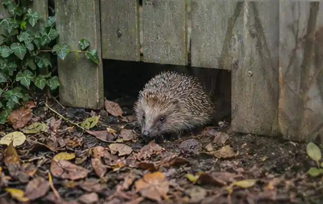 Igel nutzt einen bodennahen Durchgang unter einem hölzernen Gartenzaun; Thema Poolpumpen, Schwerpunkt Dimensionierung; Ausgangslage.