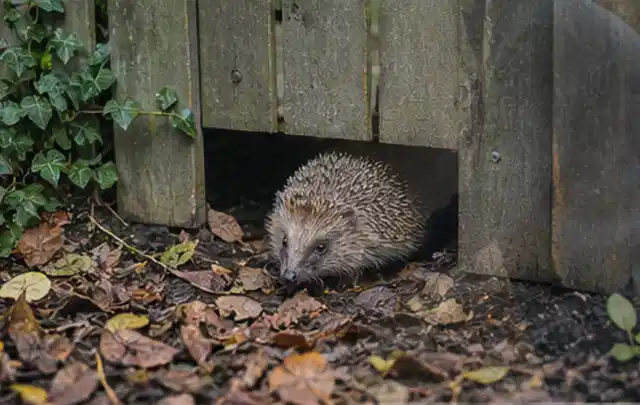 Igel nutzt einen bodennahen Durchgang unter einem hölzernen Gartenzaun; Thema Poolpumpen, Schwerpunkt Ersatzteile; Ausgangslage.