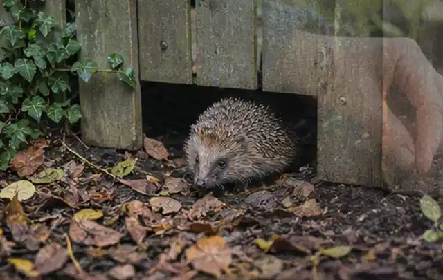 Igel nutzt einen bodennahen Durchgang unter einem hölzernen Gartenzaun; Thema Poolpumpen, Schwerpunkt Fehlerhilfe; Ausgangslage.