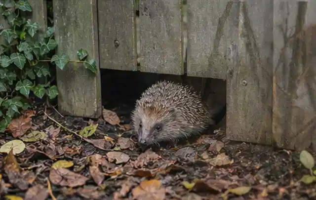 Igel nutzt einen bodennahen Durchgang unter einem hölzernen Gartenzaun; Thema Poolpumpen, Schwerpunkt Gärten mit großer Fläche; Praxisalltag.