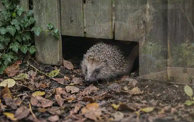 Igel nutzt einen bodennahen Durchgang unter einem hölzernen Gartenzaun; Thema Poolpumpen, Schwerpunkt Gärten mit kleiner Fläche; Praxisalltag.
