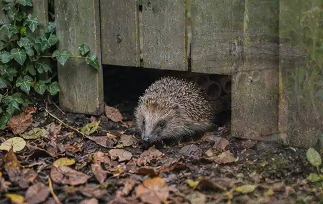Igel nutzt einen bodennahen Durchgang unter einem hölzernen Gartenzaun; Thema Poolpumpen, Schwerpunkt Kosten; Umsetzung.