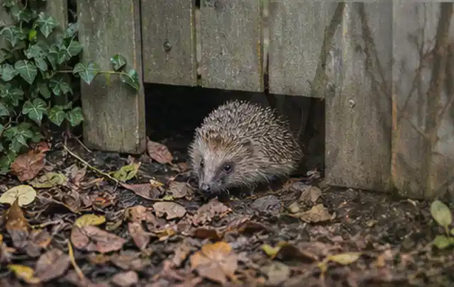 Igel nutzt einen bodennahen Durchgang unter einem hölzernen Gartenzaun; Thema Poolpumpen, Schwerpunkt Leistung; Kontrolle.