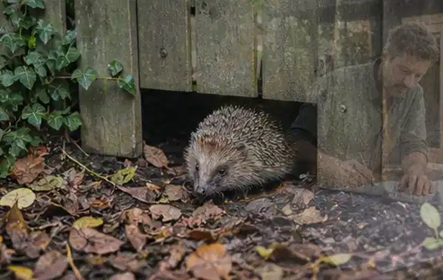 Igel nutzt einen bodennahen Durchgang unter einem hölzernen Gartenzaun; Thema Poolpumpen, Schwerpunkt Nachhaltigkeit; Kontrolle.