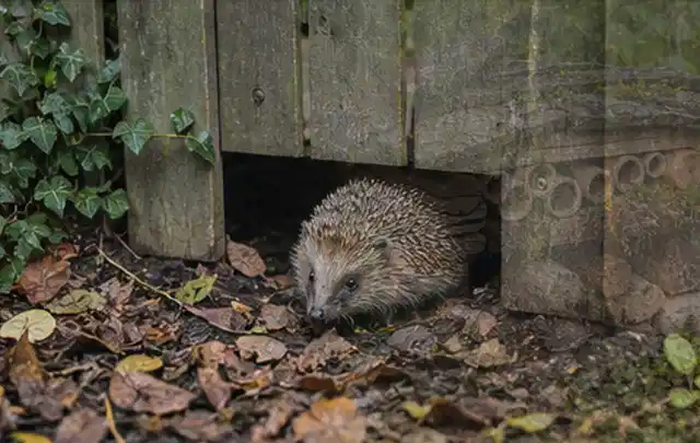 Igel nutzt einen bodennahen Durchgang unter einem hölzernen Gartenzaun; Thema Poolpumpen, Schwerpunkt Pools; Ausgangslage.