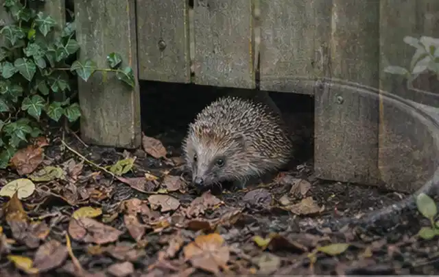 Igel nutzt einen bodennahen Durchgang unter einem hölzernen Gartenzaun; Thema Poolpumpen, Schwerpunkt Reinigung; Ausgangslage.