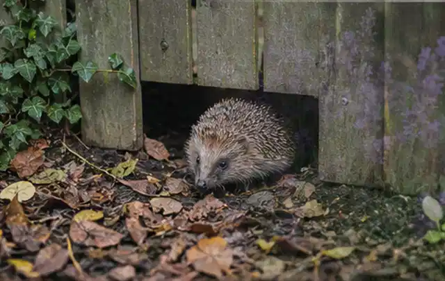 Igel nutzt einen bodennahen Durchgang unter einem hölzernen Gartenzaun; Thema Poolpumpen, Schwerpunkt Reparatur; Kontrolle.