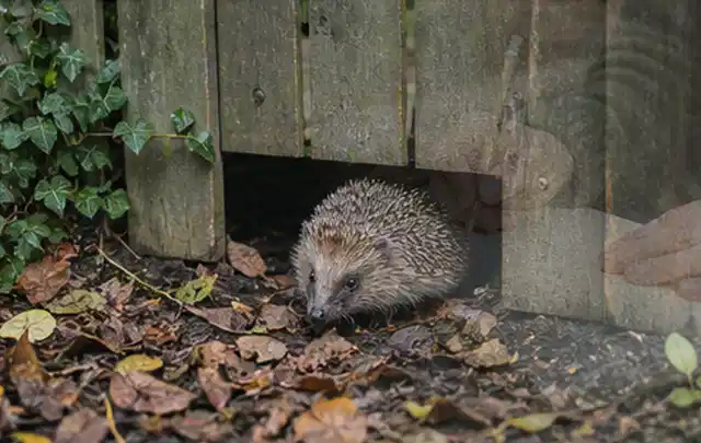 Igel nutzt einen bodennahen Durchgang unter einem hölzernen Gartenzaun; Thema Poolpumpen, Schwerpunkt Systemvergleich; Umsetzung.