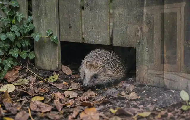 Igel nutzt einen bodennahen Durchgang unter einem hölzernen Gartenzaun; Thema Poolpumpen, Schwerpunkt Testkriterien; Umsetzung.
