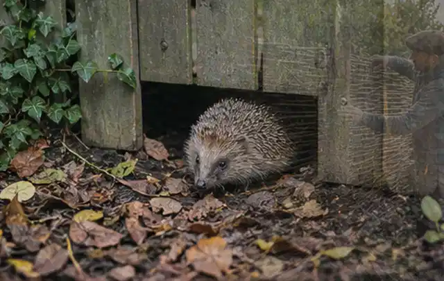 Igel nutzt einen bodennahen Durchgang unter einem hölzernen Gartenzaun; Thema Poolpumpen, Schwerpunkt Vergleich; Ausgangslage.