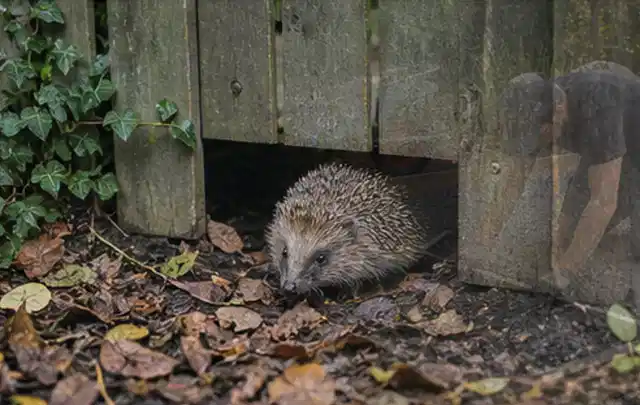 Igel nutzt einen bodennahen Durchgang unter einem hölzernen Gartenzaun; Thema Poolpumpen, Schwerpunkt Wartung; Praxisalltag.