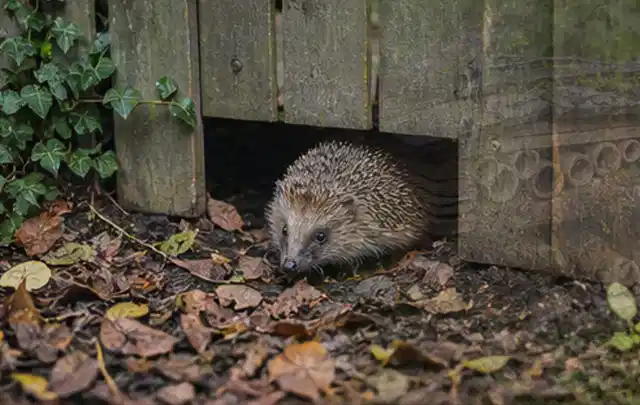 Igel nutzt einen bodennahen Durchgang unter einem hölzernen Gartenzaun; Thema Poolpumpen, Schwerpunkt Winterlager; Praxisalltag.