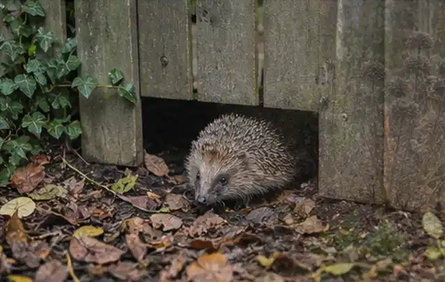 Igel nutzt einen bodennahen Durchgang unter einem hölzernen Gartenzaun; Thema Poolroboter, Schwerpunkt Anwendung; Ergebnis.