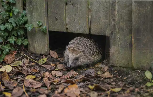 Igel nutzt einen bodennahen Durchgang unter einem hölzernen Gartenzaun; Thema Poolroboter, Schwerpunkt Checkliste; Ergebnis.