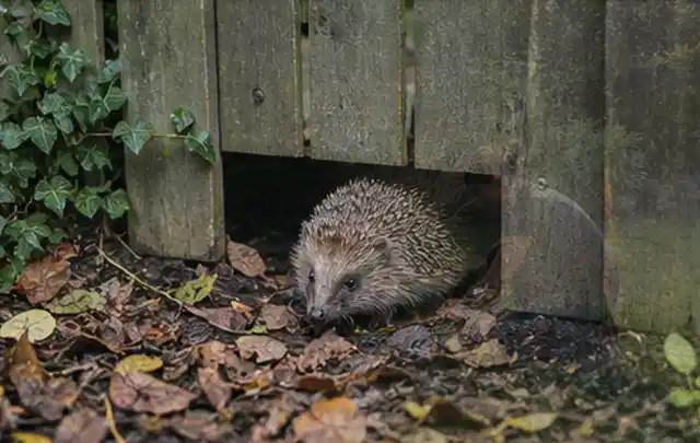 Igel nutzt einen bodennahen Durchgang unter einem hölzernen Gartenzaun; Thema Poolroboter, Schwerpunkt Dimensionierung; Umsetzung.