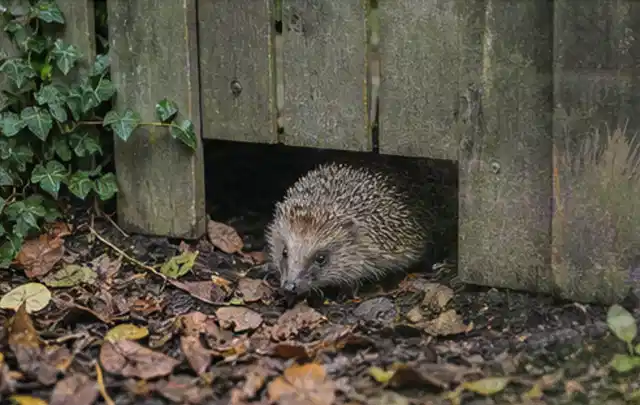 Igel nutzt einen bodennahen Durchgang unter einem hölzernen Gartenzaun; Thema Poolroboter, Schwerpunkt Ersatzteile; Umsetzung.