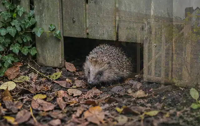 Igel nutzt einen bodennahen Durchgang unter einem hölzernen Gartenzaun; Thema Poolroboter, Schwerpunkt Kosten; Umsetzung.