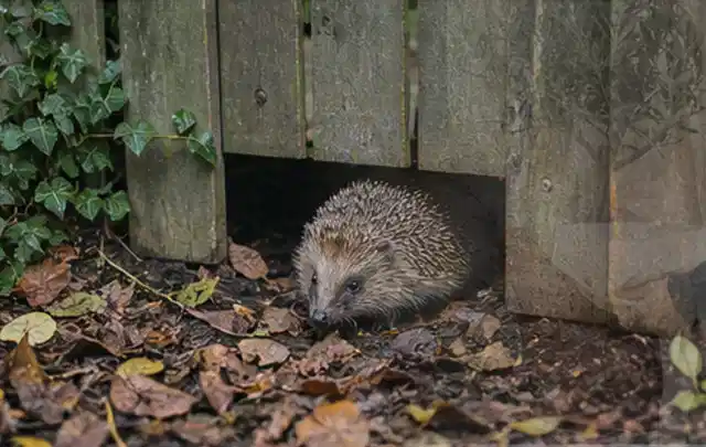 Igel nutzt einen bodennahen Durchgang unter einem hölzernen Gartenzaun; Thema Poolroboter, Schwerpunkt Leistung; Kontrolle.