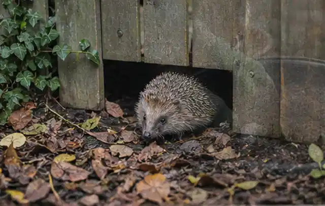 Igel nutzt einen bodennahen Durchgang unter einem hölzernen Gartenzaun; Thema Poolroboter, Schwerpunkt Nachhaltigkeit; Kontrolle.