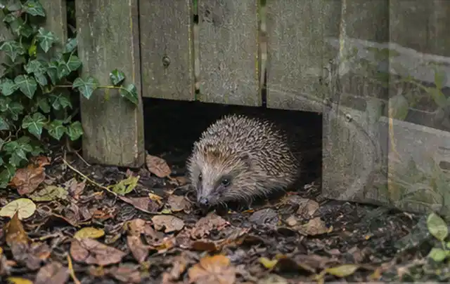 Igel nutzt einen bodennahen Durchgang unter einem hölzernen Gartenzaun; Thema Poolroboter, Schwerpunkt Reinigung; Ausgangslage.