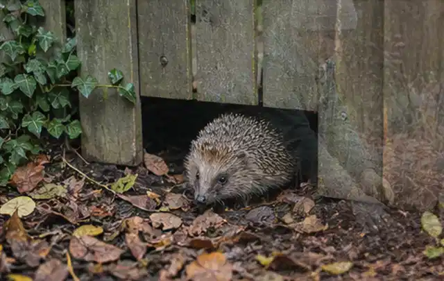 Igel nutzt einen bodennahen Durchgang unter einem hölzernen Gartenzaun; Thema Poolroboter, Schwerpunkt Sicherheit; Ergebnis.