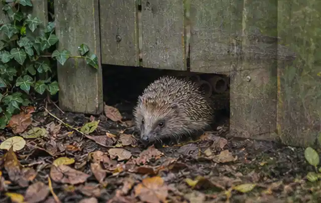 Igel nutzt einen bodennahen Durchgang unter einem hölzernen Gartenzaun; Thema Poolroboter, Schwerpunkt Systemvergleich; Praxisalltag.