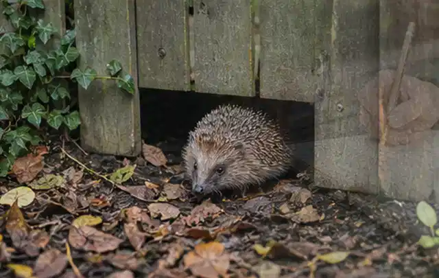 Igel nutzt einen bodennahen Durchgang unter einem hölzernen Gartenzaun; Thema Poolroboter, Schwerpunkt Vergleich; Umsetzung.