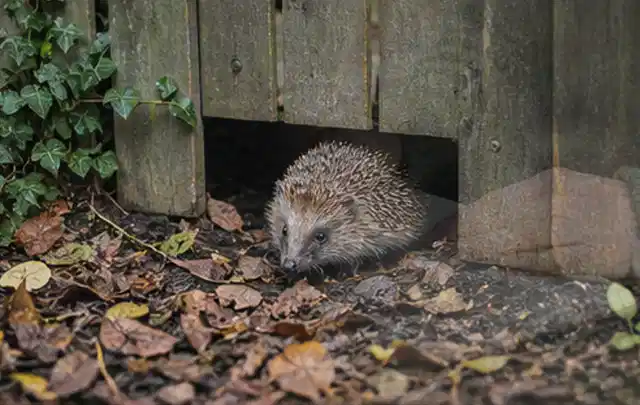 Igel nutzt einen bodennahen Durchgang unter einem hölzernen Gartenzaun; Thema Poolroboter, Schwerpunkt Wartung; Ergebnis.