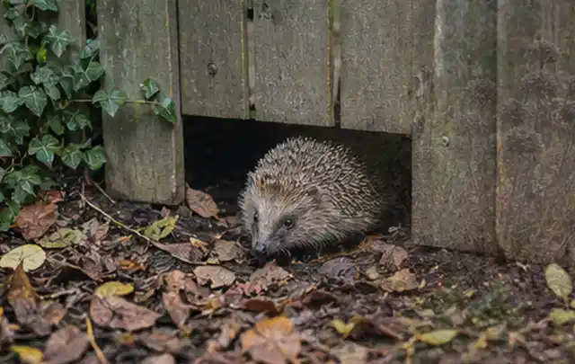 Igel nutzt einen bodennahen Durchgang unter einem hölzernen Gartenzaun; Thema Poolroboter, Schwerpunkt Winterlager; Ausgangslage.