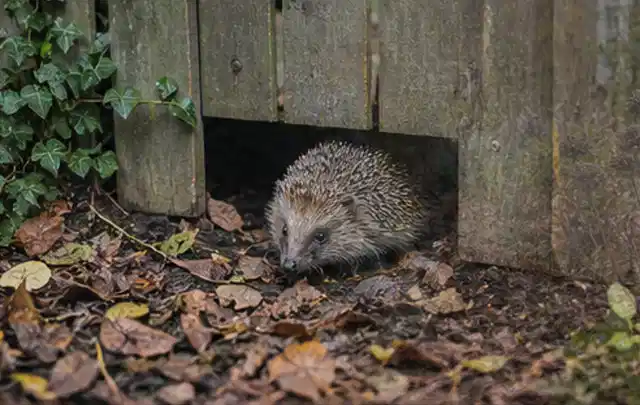 Igel nutzt einen bodennahen Durchgang unter einem hölzernen Gartenzaun; Thema Pools, Schwerpunkt Themenwelt; Ergebnis.