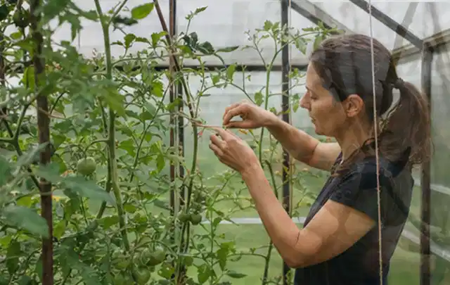 Person bindet junge Tomatentriebe in einem privaten Gewächshaus vorsichtig an; Thema Radieschen, Schwerpunkt Anbau; Kontrolle.