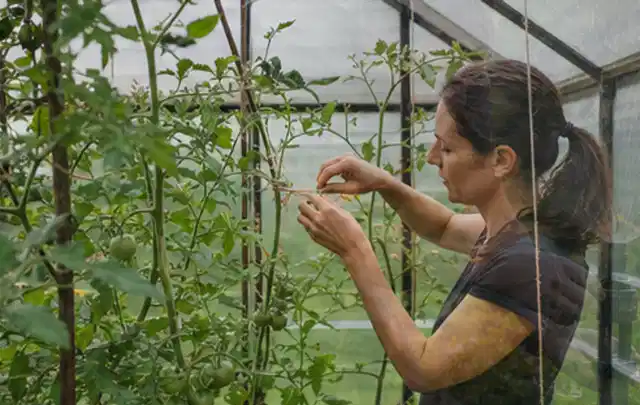 Person bindet junge Tomatentriebe in einem privaten Gewächshaus vorsichtig an; Thema Radieschen, Schwerpunkt Aussaat; Ausgangslage.