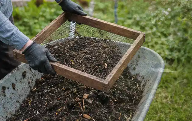 Behandschuhte Hände sieben reifen Kompost über einer Gartenschubkarre; Thema Radieschen, Schwerpunkt Aussaat; Kontrolle.