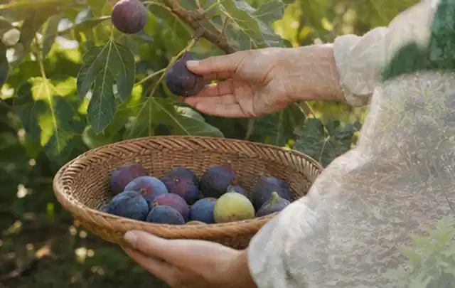 Hand pflückt eine reife Feige über einem flachen Korb mit Früchten; Thema Radieschen, Schwerpunkt Aussaat; Praxisalltag.