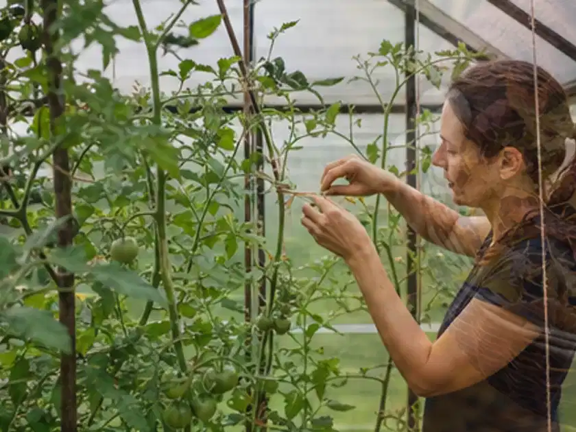 Person bindet junge Tomatentriebe in einem privaten Gewächshaus vorsichtig an; Thema Radieschen, Schwerpunkt Balkongarten; Titelbild.