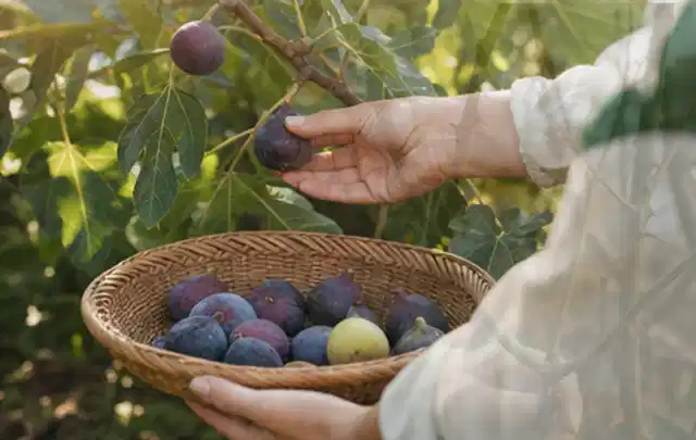 Hand pflückt eine reife Feige über einem flachen Korb mit Früchten; Thema Radieschen, Schwerpunkt Balkongarten; Umsetzung.