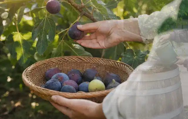 Hand pflückt eine reife Feige über einem flachen Korb mit Früchten; Thema Radieschen, Schwerpunkt Bewässerung; Kontrolle.