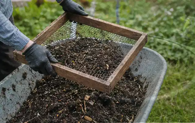 Behandschuhte Hände sieben reifen Kompost über einer Gartenschubkarre; Thema Radieschen, Schwerpunkt Bewässerung; Ergebnis.
