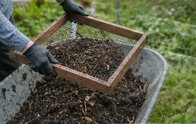 Behandschuhte Hände sieben reifen Kompost über einer Gartenschubkarre; Thema Radieschen, Schwerpunkt Fehlerhilfe; Umsetzung.
