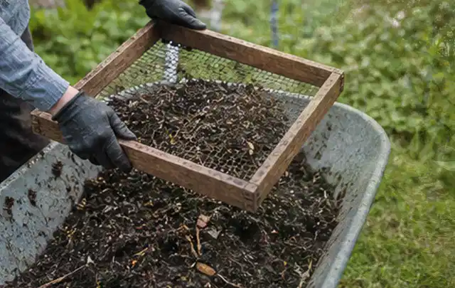 Behandschuhte Hände sieben reifen Kompost über einer Gartenschubkarre; Thema Radieschen, Schwerpunkt Gewächshaus; Ergebnis.