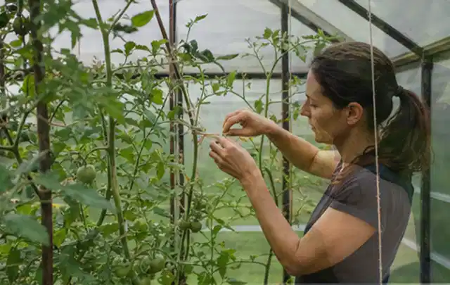 Person bindet junge Tomatentriebe in einem privaten Gewächshaus vorsichtig an; Thema Radieschen, Schwerpunkt Hochbeet; Ausgangslage.